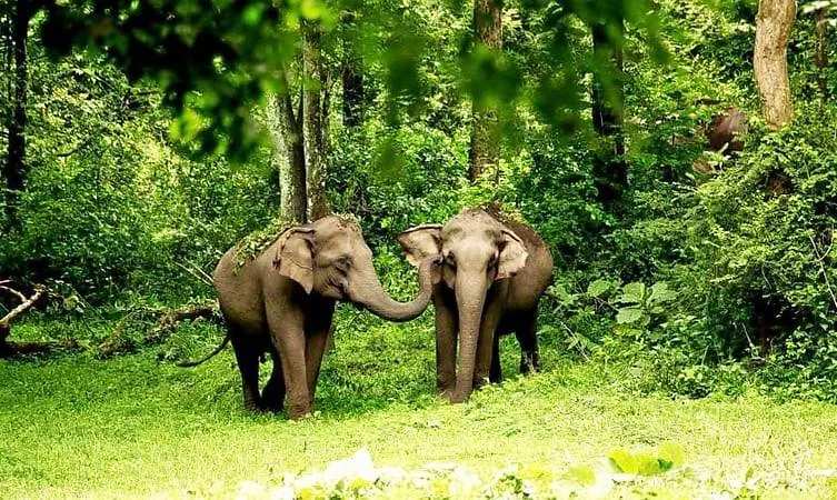 Angel'S Home Stay Mananthavady Indien